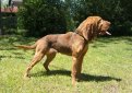 Бладхаунд (Собака Св. Губерта) / Bloodhound (Chien de Saint-Hubert, St. Hubert Hound, Sleuth Hound)