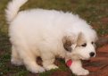 Пиренейская горная собака (Большая пиренейская собака) / Pyrenean Mountain Dog (Great Pyrenees)