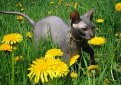 Донской сфинкс (Русская лысая кошка) / Don Sphynx