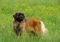 Леонбергер / Leonberger