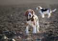 Бигль (Английский бигль) / Beagle (English Beagle)