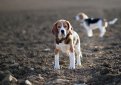 Бигль (Английский бигль) / Beagle (English Beagle)