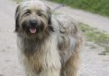 Каталонская овчарка (Гос д'Атура) / Catalan Sheepdog (Perro de Pastor Catalon, Gos d'Atura Catala)