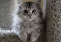 Сибирская кошка / Siberian Cat