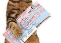 Перевозка кошки в самолете Перевозка кошки в самолете