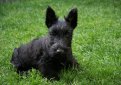 Шотландский терьер (Скотч-терьер, скотти) / Scottish Terrier (Scottie, Aberdeen Terrier)