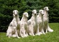 Русская псовая борзая / Borzoi (Russian Wolfhound)