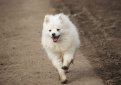 Американский эскимосский шпиц / American Eskimo Spitz Американский эскимосский шпиц / American Eskimo Spitz