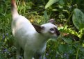 Сейшельская кошка / Seychellois Cat