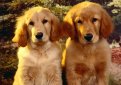 Золотистый ретривер (Голден ретривер) / Golden Retriver