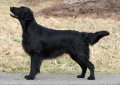 Гладкошерстный ретривер (Прямошерстный ретривер) / Flat-Coated Retriever