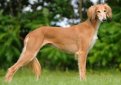 Салюки (Персидская борзая, газелья собака) / Saluki (Persian Greyhound)