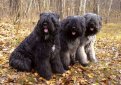 Фландрский бувье (Фландрская скотогонная  собака, бувье де фландр) / Bouvier Des Flandres