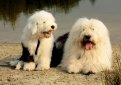 Бобтейл (Староанглийская овчарка) / Bobtail (Old English Sheepdog)