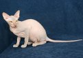 Петерболд (Петербургский сфинкс) / Peterbald Cat