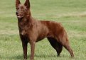 Австралийский келпи / Australian Kelpie