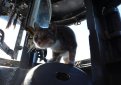 Кошка родила на борту подводной лодки в Новороссийске