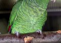 Тукуманский амазон / Amazona Tucumana