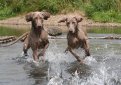 Веймаранер (Веймарская легавая) / Weimarainer (Weimaraner Vorstehhund)