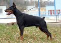 Доберман / Doberman (Doberman Pinscher)