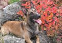 Малинуа (Бельгийская овчарка малинуа) / Belgian Shepherd Malinois (Malinois,  Belgian Malinois)