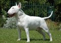 Бультерьер (Английский бультерьер) / Bull Terrier (Bully, Gladiator, English Bull Terrier)