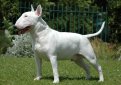 Бультерьер (Английский бультерьер) / Bull Terrier (Bully, Gladiator, English Bull Terrier) Бультерьер (Английский бультерьер) / Bull Terrier (Bully, Gladiator, English Bull Terrier)