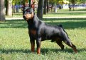 Цвергпинчер (Карликовый пинчер) / Zwergpinscher