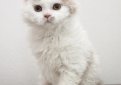 Селкирк рекс / Selkirk Rex