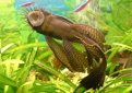 Анцитрус (Простой анцистр, обыкновенный анцитpус) / Ancistrus Dolichopterus (Bristle-Nose Plecostomus)