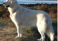 Маремма-абруццкая овчарка (Мареммано-абруццкая овчарка, маремма) / Maremma Sheepdog (Pastore Abruzzese, Cane da Pastore Maremmano-Abruzzese)