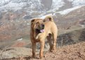 Шарпей (Китайская бойцовая собака) / Shar Pei (Chinese Fighting Dog)