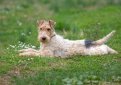 Жесткошерстный фокстерьер / Wire Fox Terrier (Wire-Haired Fox Terrier)