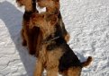 Эрдельтерьер / Airedale Terrier (Bingley Terrier, Waterside Terrier)