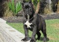 Кане корсо (Итальянская сторожевая собака) / Cane Corso (Sicilian Branchiero)