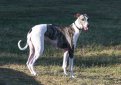 Английская борзая (Грейхаунд) / Greyhound (English Greyhound)