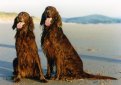 Ирландский сеттер (Ирландский красный сеттер) / Irish Setter (Irish Red Setter)