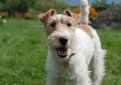 Жесткошерстный фокстерьер / Wire Fox Terrier (Wire-Haired Fox Terrier)