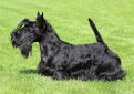 Шотландский терьер (Скотч-терьер, скотти) / Scottish Terrier (Scottie, Aberdeen Terrier)