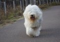 Бобтейл (Староанглийская овчарка) / Bobtail (Old English Sheepdog)