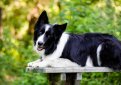 Бордер-колли / Border Collie