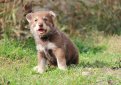 Сарлос (Волчья собака Сарлоса, сарлосская волчья собака) / Saarlooswolfhond (Saarloos Wolfdog)