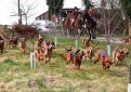 Бладхаунд (Собака Св. Губерта) / Bloodhound (Chien de Saint-Hubert, St. Hubert Hound, Sleuth Hound)