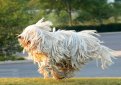 Комондор (Венгерская овчарка) / Komondor (Hungarian Komondor, Hungarian Sheepdog)