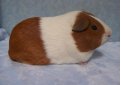 Голландская морская свинка / Dutch Cavy (Holland Guinea Pig)