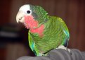Белоголовый амазон (Кубинский амазон) / Amazona Leucocephala Белоголовый амазон (Кубинский амазон) / Amazona Leucocephala