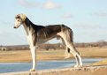 Салюки (Персидская борзая, газелья собака) / Saluki (Persian Greyhound)