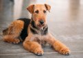 Эрдельтерьер / Airedale Terrier (Bingley Terrier, Waterside Terrier)