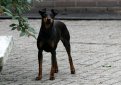 Манчестерский терьер / Manchester Terrier (Black and Tan Terrier)