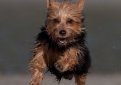 Австралийский терьер / Australian Terrier